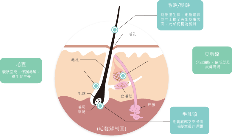 头发能做亲子鉴定吗 